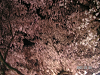 s_PICT0011_thumb.png